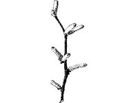 PLNT0257.jpg