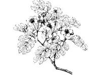 PLNT0256.jpg