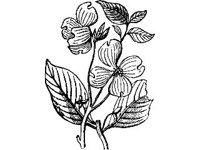 PLNT0248.jpg