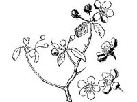 PLNT0246.jpg
