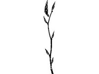 PLNT0245.jpg