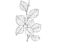 PLNT0244.jpg