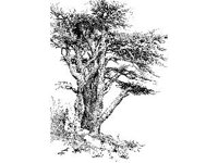 PLNT0242.jpg