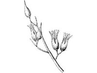 PLNT0240.jpg