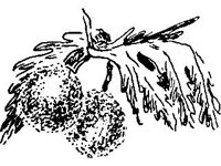 PLNT0238.jpg