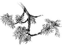 PLNT0237.jpg