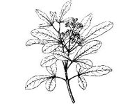 PLNT0235.jpg