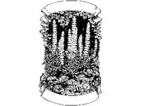 SCRLL027.jpg