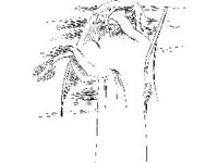 SPIRT127.jpg