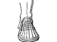 CVLZ4567.jpg