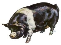 709068.jpg