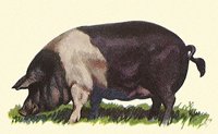 709029.jpg