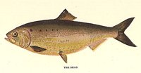 705142.jpg