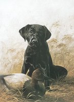 703705.jpg