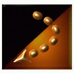 sf2a5819.gif