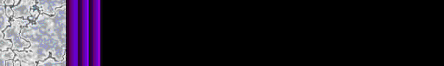 Brdr0139.gif