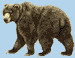 Bear02.gif