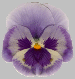 Pansy7.gif