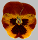 Pansy3.gif
