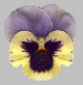 Pansy2.gif