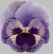 Pansy1.gif