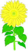 HERB0020.GIF