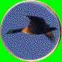 XAAB9613.gif