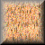 TXBUT16.GIF