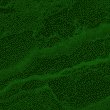 9I8.GIF
