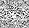 TXTR4642.GIF