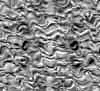 TXTR3832.GIF