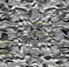 TXTR3827.GIF