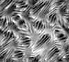 TXTR3805.GIF