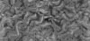 TXTR3735.GIF