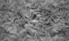 TXTR3729.GIF