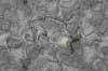 TXTR3715.GIF