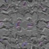 TXTR3685.GIF