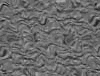 TXTR3678.GIF