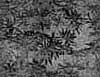 TXTR3651.GIF