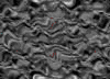 TXTR3623.GIF