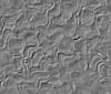 TXTR3548.GIF