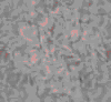 TXTR3326.GIF