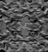TXTR3069.GIF
