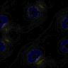 TXTR2942.GIF