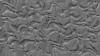 TXTR2771.GIF