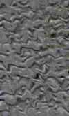 TXTR2680.GIF