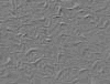 TXTR2510.GIF