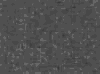 TXTR2411.GIF