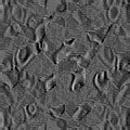 TXTR2264.GIF