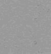 TXTR2060.GIF